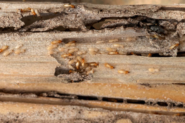 Best Pest Control for Businesses  in Saranac Lake, NY